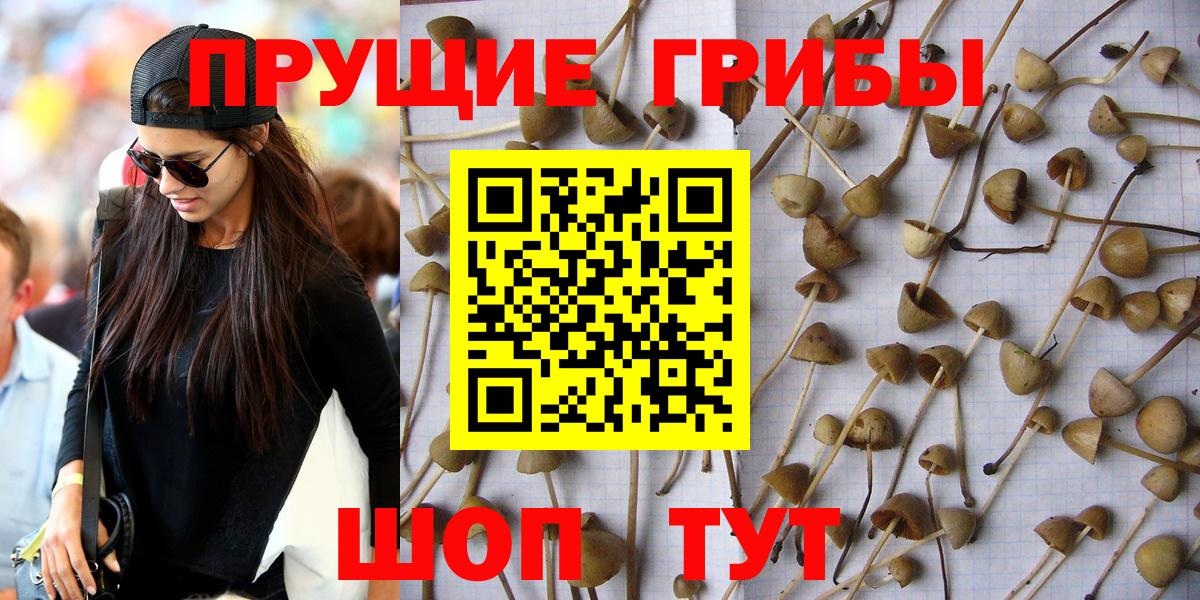 Псилоцибиновые грибы GOLDEN TEACHER Домодедово